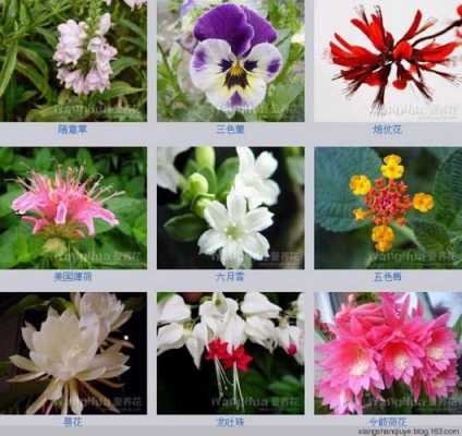 如何了解花卉的种类（花卉的分类方法有哪几种）-图3