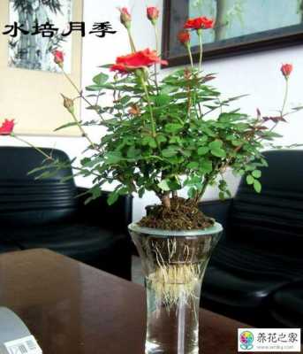 如何养花玫瑰花（怎么养花玫瑰花）