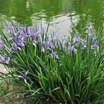 紫叶马蓝如何栽种（紫叶马兰耐寒吗）