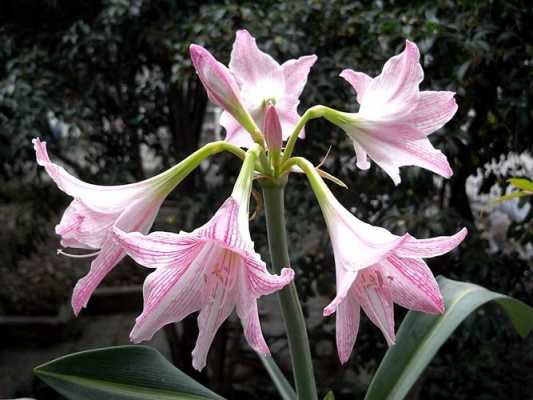 百枝莲如何分盆（百枝莲花）