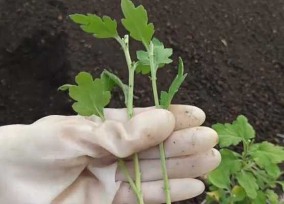 菊花如何繁殖何时繁殖（菊花繁殖技术）