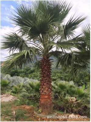 棕榈树如何栽培（棕榈树怎么栽好活）-图2