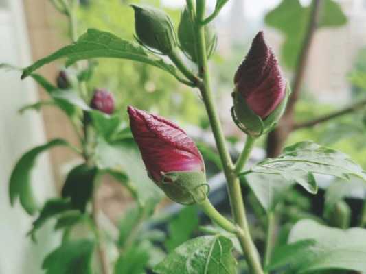 木槿花如何养护（木槿花怎么养护）