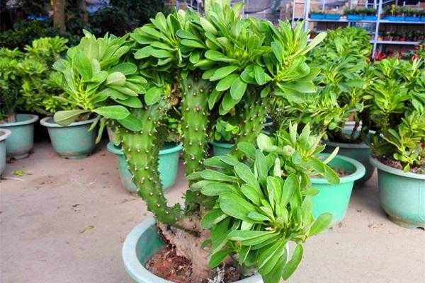 如何种植花麒麟植物（花卉麒麟的养殖方法）