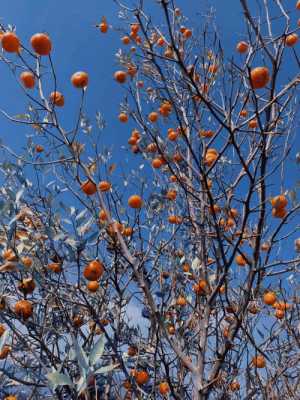 如何给橘子树拍照（桔子树怎么拍照）-图3