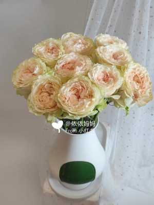 荷兰盆栽小玫瑰如何养护（荷兰玫瑰用什么土种植）-图3