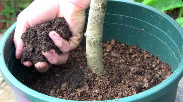 土栽桂花树如何施肥（土栽桂花树如何施肥最好）-图3