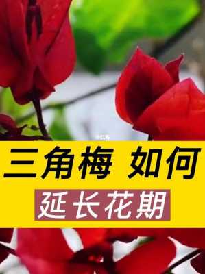 如何延长花期时间（怎么样延长花期促进花开）-图1