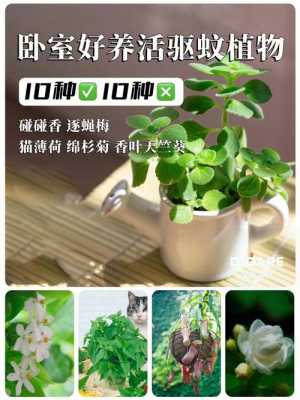 水培植物如何防蚊子（水培植物怎么防蚊）-图2