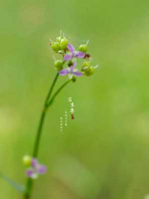 花叶水竹草如何扦插（水竹叶杂草用什么除草剂）-图3