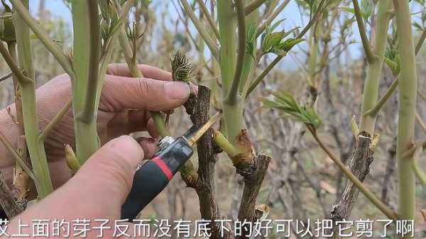 刚栽种的牡丹如何修剪（刚移栽的牡丹如何抹芽）-图1