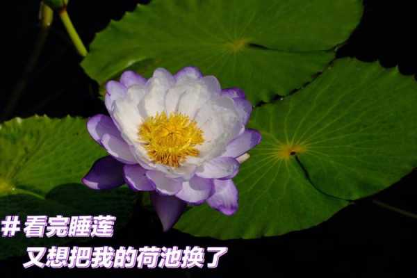 如何一再睡莲（怎样让睡莲开花）