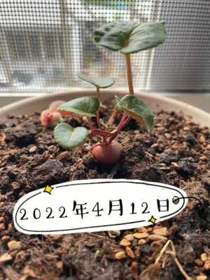 萝卜海棠如何播种种子（萝卜海棠种子多少天发芽）-图2