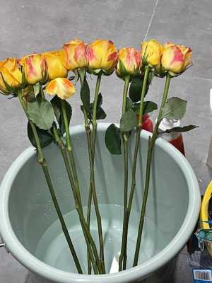 如何养一盆玫瑰（如何养一朵玫瑰花）