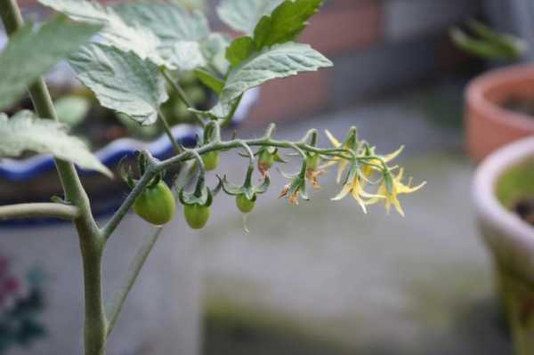 盆栽小番茄如何杀虫（盆栽小番茄如何杀虫子）-图2