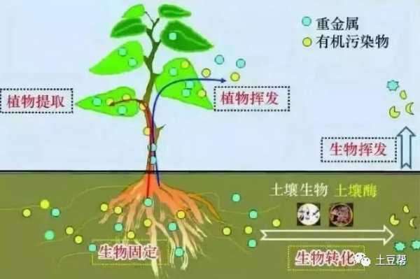 如何保持土壤的碱性方法（如何保持土壤的碱性方法有）-图3