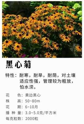 宿根花卉在花卉中如何栽培（宿根花卉种植方法）-图3