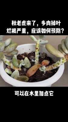 如何判断多肉缺肥（怎么判断多肉有没有烂根）-图3