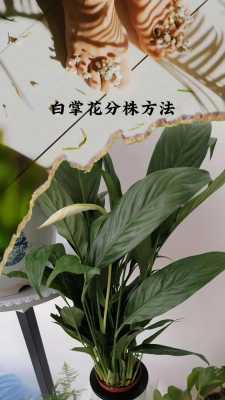 白掌如何把花变白（白掌花怎么浇水）