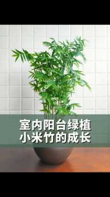 新买的竹子如何饲养（新买的竹子怎么养）-图3