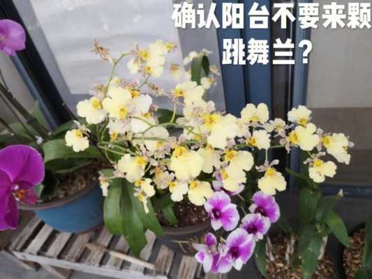 切花跳舞兰如何养（切花跳舞兰如何养殖）