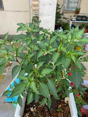 如何养好辣椒树（辣椒树的种植和保养）-图1