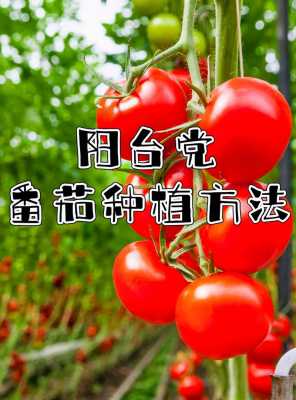 家庭里如何种植番茄（自家种番茄怎么种）